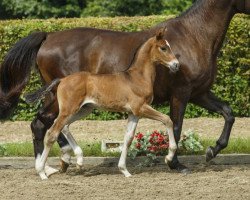 Springpferd Zac S (Westfale, 2014, von Zinedine)