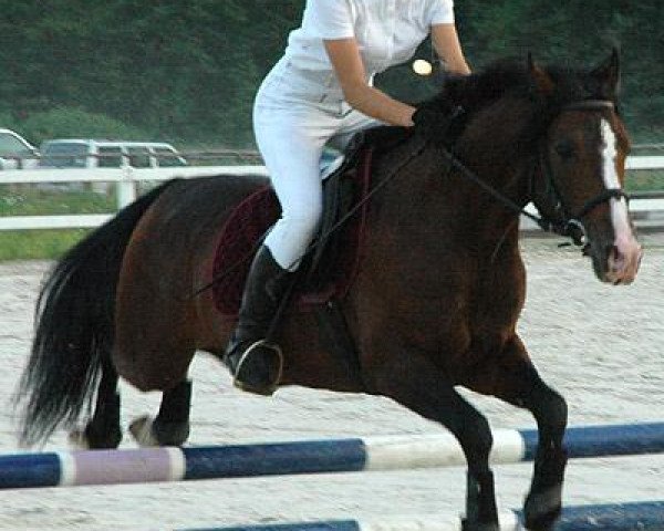 stallion Top Ewita (German Riding Pony, 1999, from Nasty Boy)