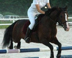 stallion Top Ewita (German Riding Pony, 1999, from Nasty Boy)