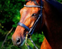 dressage horse Santano 72 (Trakehner, 1997, from Domhardt)