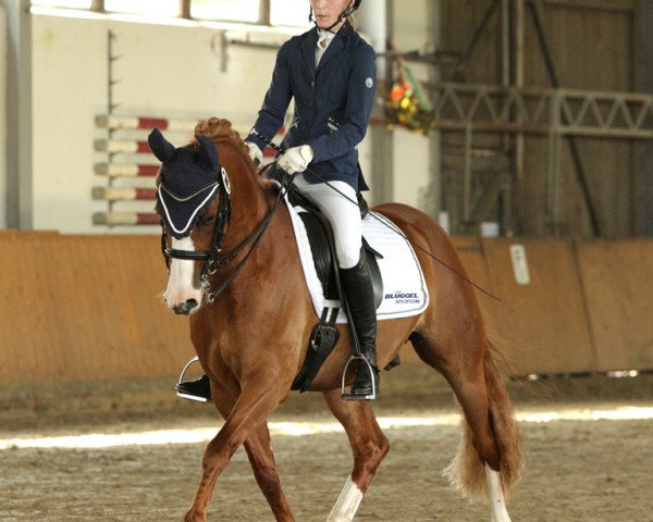 dressage horse Mr. Big 5 (German Riding Pony, 2006, from Montpellier 5)
