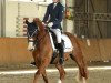 dressage horse Mr. Big 5 (German Riding Pony, 2006, from Montpellier 5)