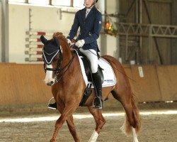 Dressurpferd Mr. Big 5 (Deutsches Reitpony, 2006, von Montpellier 5)