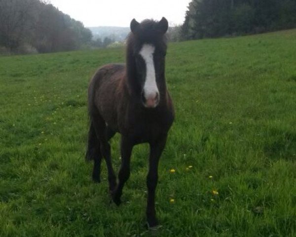 horse Skrida vom Grenzland (Iceland Horse, 2012, from Odinn fra Efri-raudalaek)