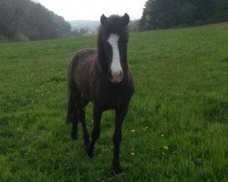 Pferd Skrida vom Grenzland (Islandpferd, 2012, von Odinn fra Efri-raudalaek)