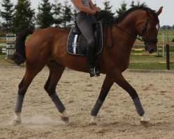 dressage horse Lausbub 383 (Thuringia, 2000, from Liberty Son)