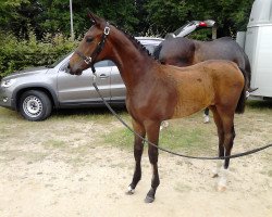 broodmare Betty Barclay K (Rhinelander, 2014, from Best of Gold)