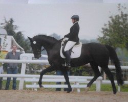 dressage horse Samira (Rhinelander, 2009, from San Amour I)