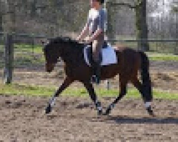 stallion Lands End (German Riding Pony, 2009, from Calando Landgraf)