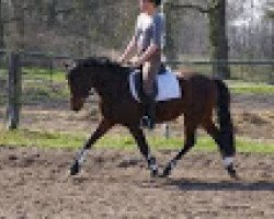 stallion Lands End (German Riding Pony, 2009, from Calando Landgraf)