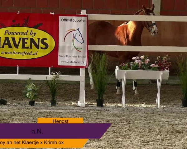NRW Freispringchampionat