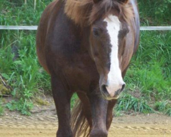 Pferd Wembley (Welsh-Cob (Sek. D), 1986)