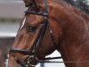 dressage horse Hennigs Remus de la Font (Selle Français, 2005, from Münchhausen)