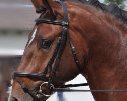 dressage horse Hennigs Remus de la Font (Selle Français, 2005, from Münchhausen)