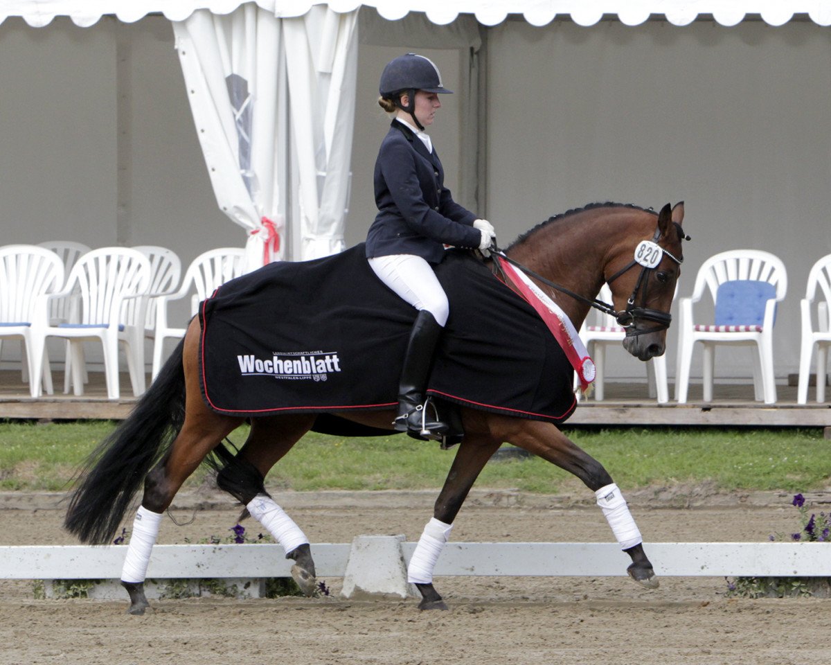 broodmare Daddy's Chanel (German Riding Pony, 2011, from FS Daddy Cool)