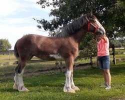 horse Birky's Pride Leah Lilac (Clydesdale, 2020, from Robyncroft Chieftain)