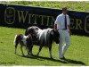 broodmare Susann (Shetland Pony, 2001, from Fury v.d. Tolberg)