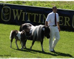 Zuchtstute Susann (Shetland Pony, 2001, von Fury v.d. Tolberg)