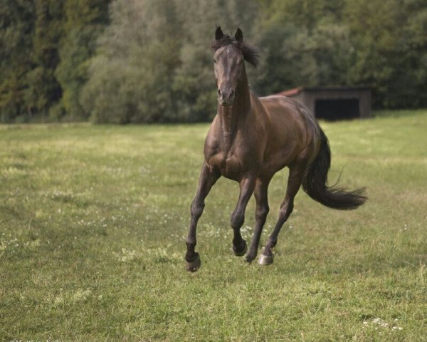 dressage horse Anelito (Württemberger, 2010, from Kronprinz)