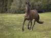 dressage horse Anelito (Württemberger, 2010, from Kronprinz)