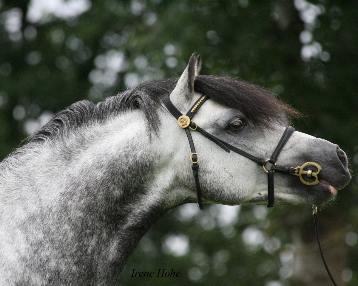 stallion Kienbergs Montender (Welsh-Pony (Section B), 2005, from Breeton Bric)