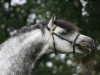 stallion Kienbergs Montender (Welsh-Pony (Section B), 2005, from Breeton Bric)