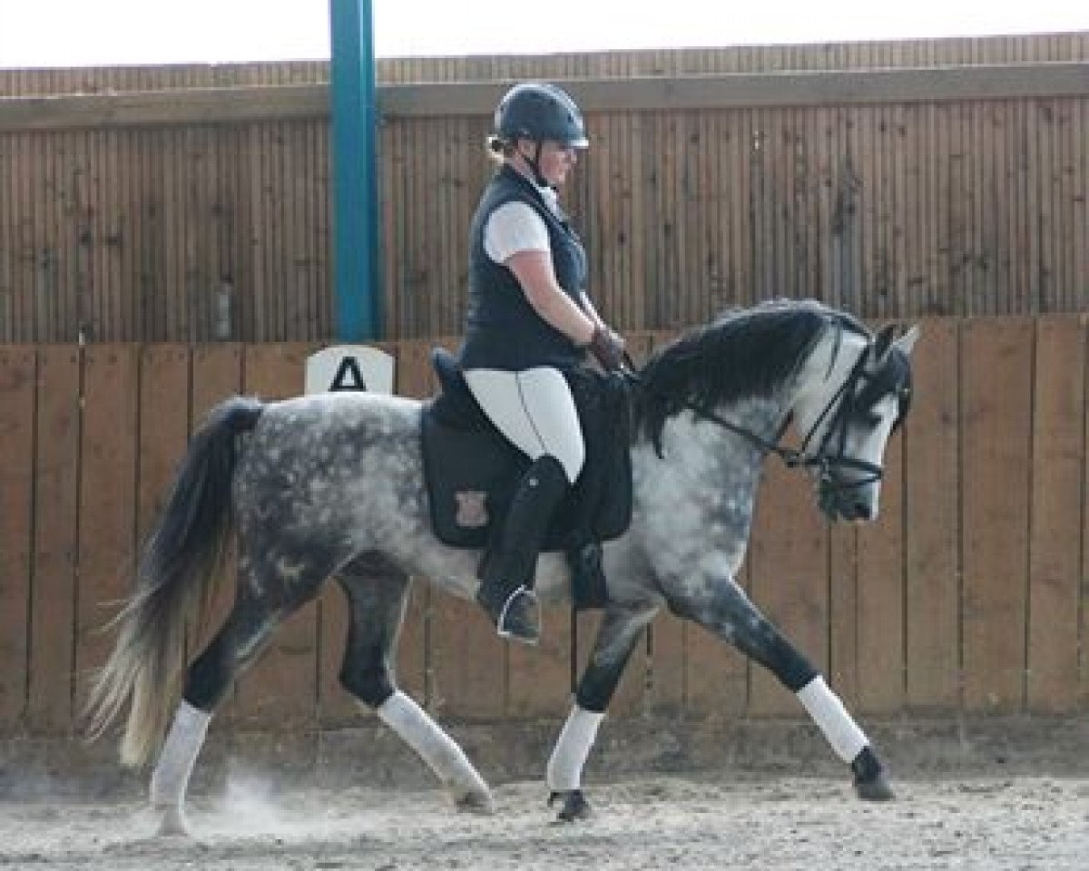 Deckhengst Frankenhoeh's Showtime (Welsh Pony (Sek.B), 2006, von Frankenhoeh's Sunlight)