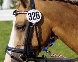 Zuchtstute Madliena ZBK (Deutsches Reitpony, 2003, von Monsun N)