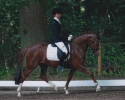 Zuchtstute Malicia ZBK (Deutsches Reitpony, 2010, von FS Don't Worry)