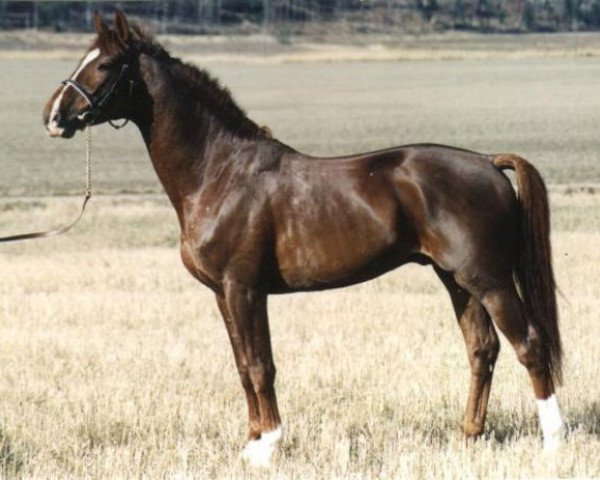 stallion Nactus (Swedish Warmblood, 1987, from Napoleon)