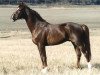 stallion Nactus (Swedish Warmblood, 1987, from Napoleon)