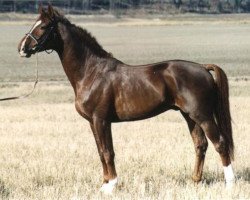 Deckhengst Nactus (Schwedisches Warmblut, 1987, von Napoleon)