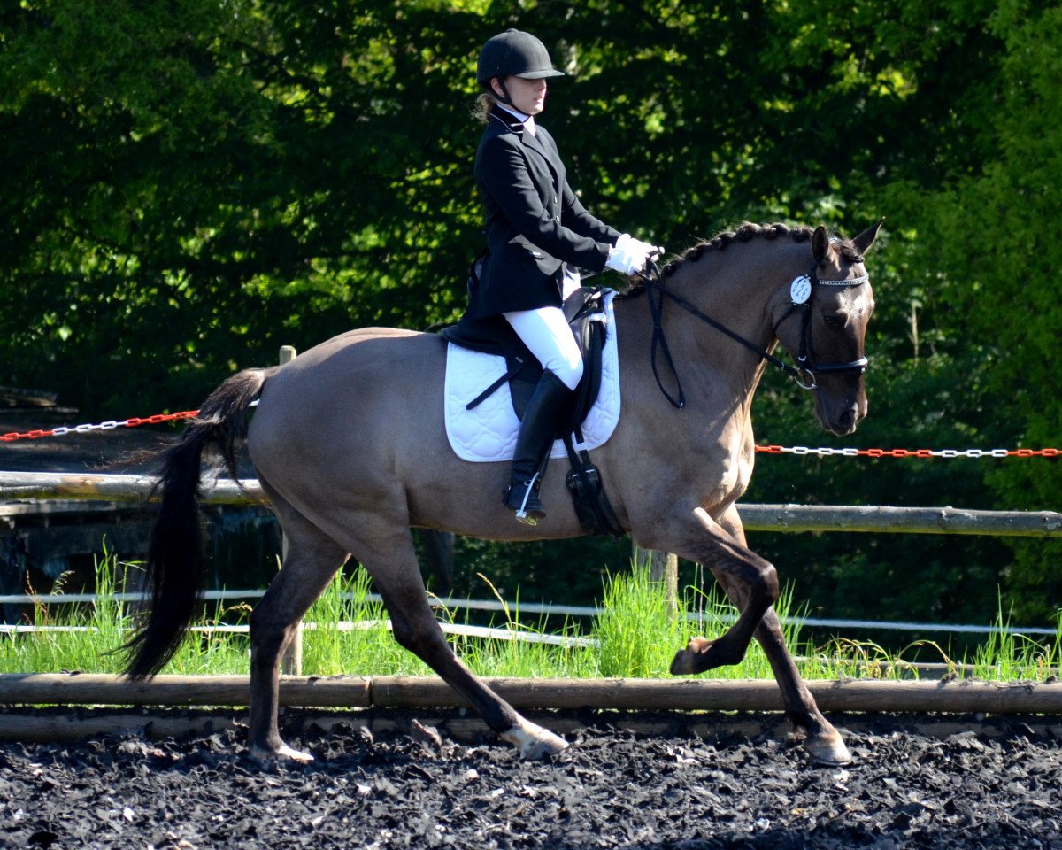 Dressurpferd Ulfenbach Dulcor C (Deutsches Reitpony, 2006, von Derano Gold)