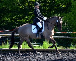 dressage horse Ulfenbach Dulcor C (German Riding Pony, 2006, from Derano Gold)