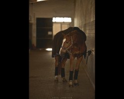 jumper Chersonas (Russian Trakehner, 2002, from Verdenas)