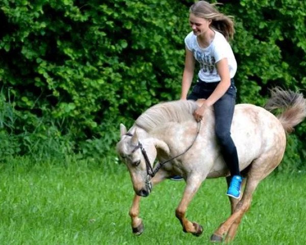 horse Flocke (Welsh mountain pony (SEK.A), 1998)