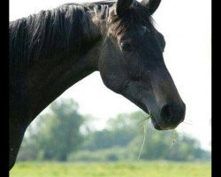 broodmare Fine Favorita (Holsteiner, 2013, from Calido I)