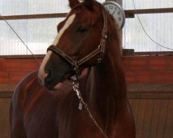 dressage horse Quaterboy S (German Sport Horse, 2008, from Quaterback)