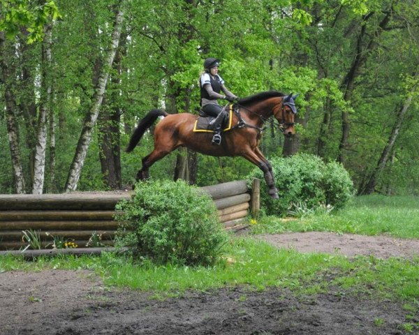 jumper Donelly 2 (Trakehner, 2007, from Connery)