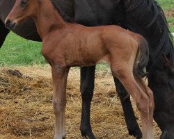 horse Artez (Akhal-Teke, 2014, from Ares Dalida)