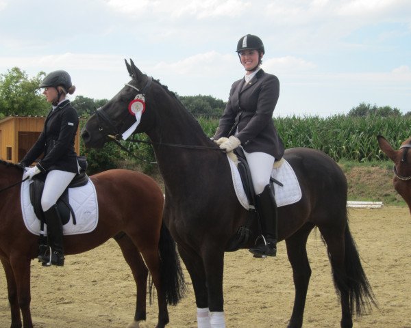 dressage horse Firestorm B (Hanoverian, 2000, from Florestan I)