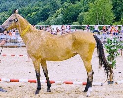 broodmare Daugava (Akhal-Teke, 1992, from Dorkusch)