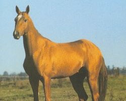 stallion Mamed (Akhal-Teke, 1988, from Arslan)