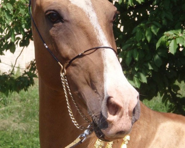 broodmare Agaryanka (Akhal-Teke, 1994, from Gajdamak)