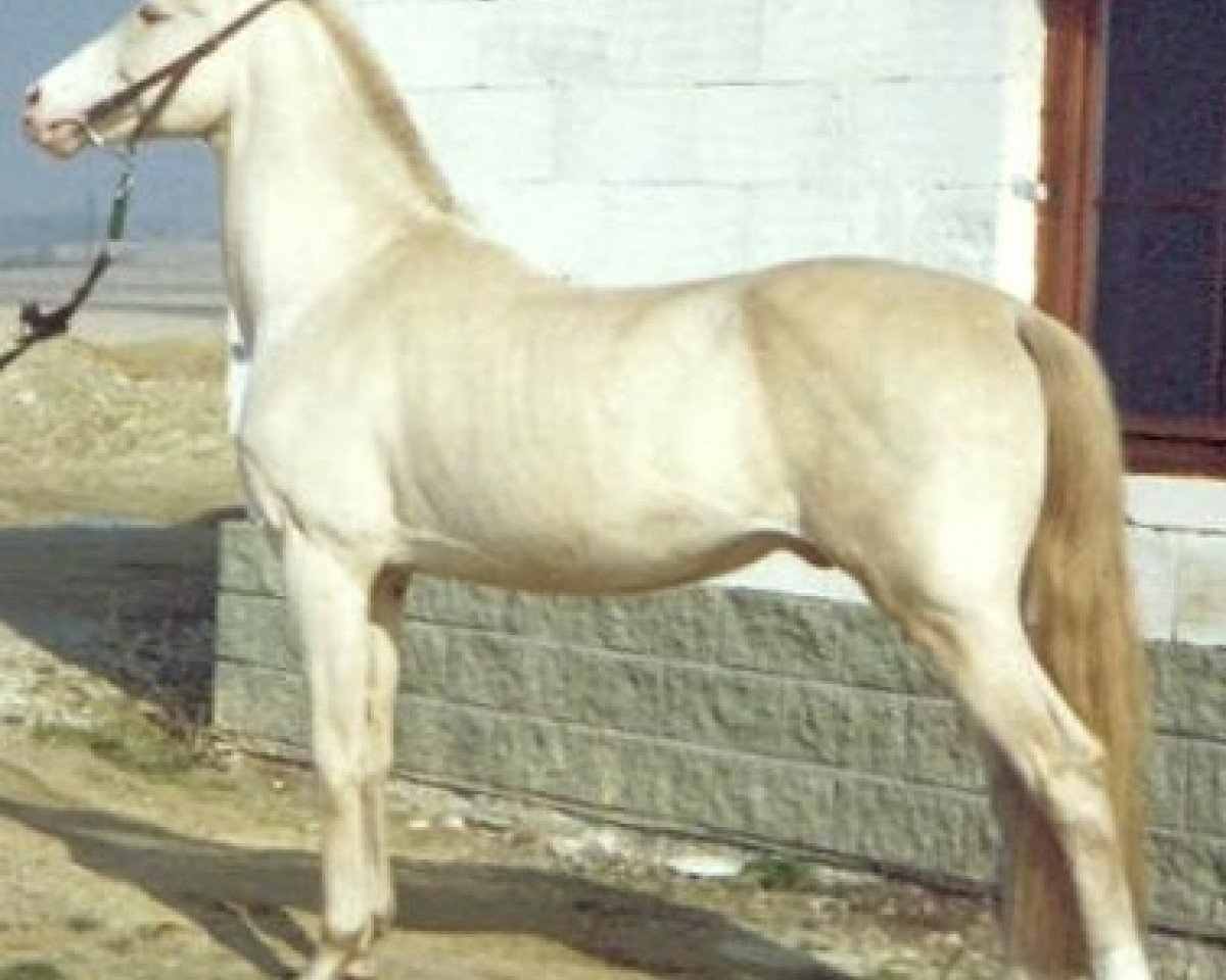 stallion Pyakize (Akhal-Teke, 1984, from Polotli)