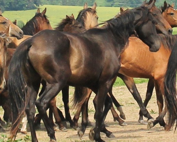 Zuchtstute Kimika Teke (Achal Tekkiner, 2011, von Portos)