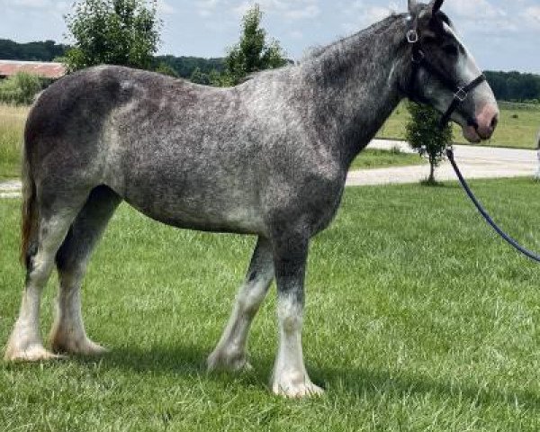 horse H.R. Blue Breeze (Clydesdale, 2018, from Boulder Bluff Code Blue)