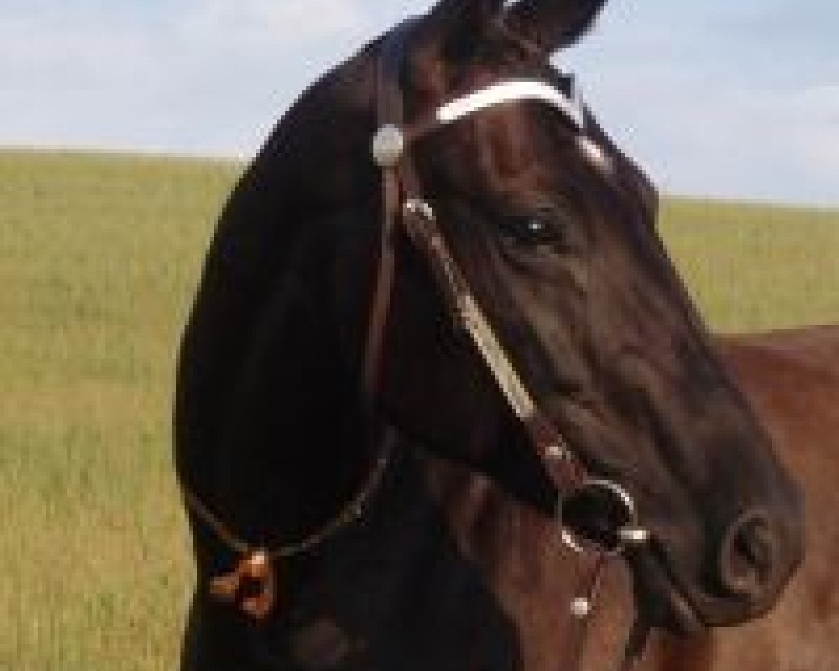 broodmare Kadara (unknown, 1999, from Etalon)