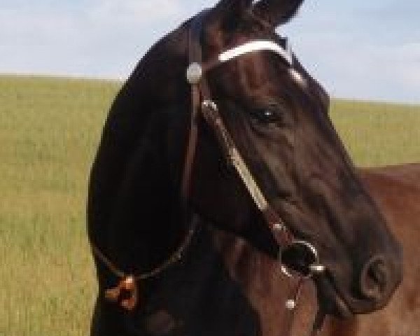 broodmare Kadara (unknown, 1999, from Etalon)