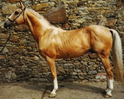 stallion Etalon (Trakehner, 1980, from Ararat)